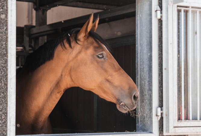 Ontslag Onbelangrijk Familielid Paardenpension & ruiterwinkel | The Groom in Eeklo