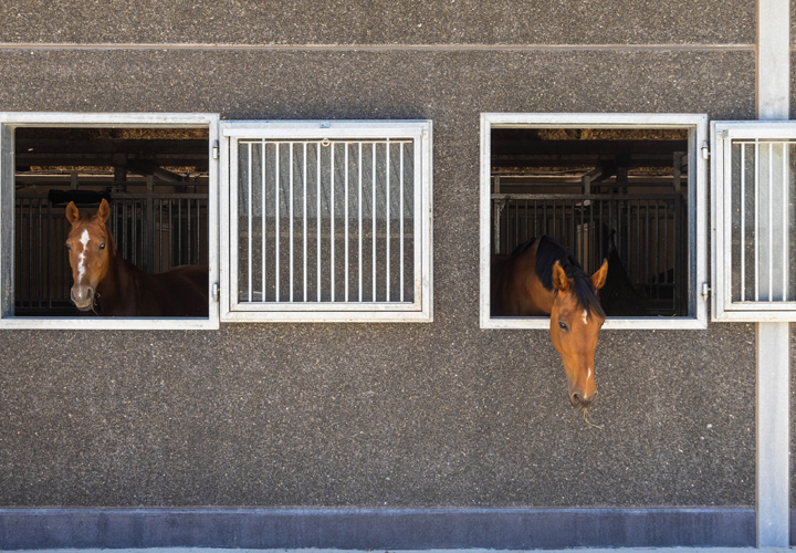 pension paard